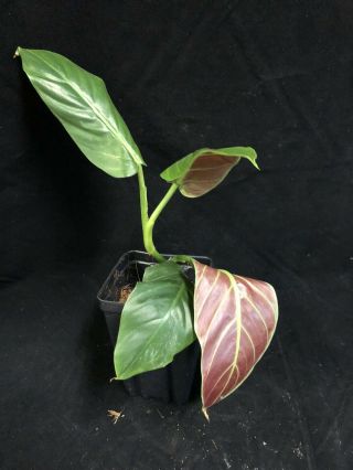 Philodendron Subhastatum Very Rare Awesome Red Colored Leaf Back Aroid