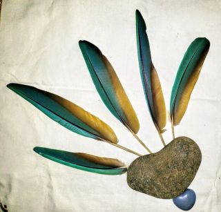 Set Of 5 Ultra Rare Shamrock Macaw Flight Feathers