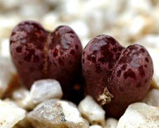Rare Conophytum Pellucidum Mesemb Exotic Succulent Seed Living Stones - 15 Seeds