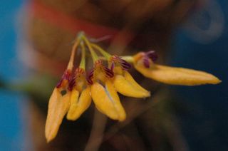 Bulbophyllum Retusiusculum Orchid Species Very Rare