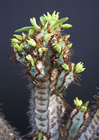 RARE EUPHORBIA IHARANAE exotic color madagascar bonsai blue cacti seed 5 seeds 3