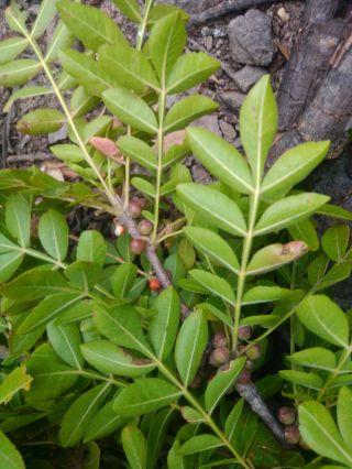 10 Bursera Ariensis Seeds Copal Caudex Bonsai Rare Boswellia Commiphora