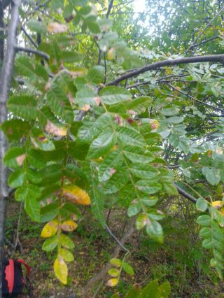 5 Bursera Aff.  Aspleniifolia Seeds Copal Caudex Bonsai Rare Boswellia Commiphora