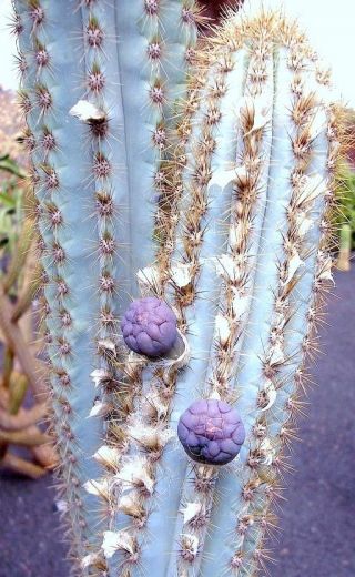 Pilosocereus Azulensis Blue Color Columnar Rare Cacti Cactus Plant Seed 20 Seeds