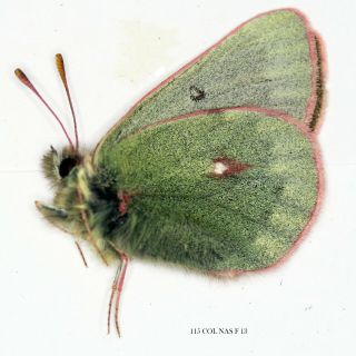 Insect Butterfly Moth Pieridae Colias Nastes - Rare Female 115 Col Nas F 13