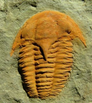 And Very Rare Trilobite.  Kingaspidoides Amousleken Cambrian.  Morocco.  Nº4
