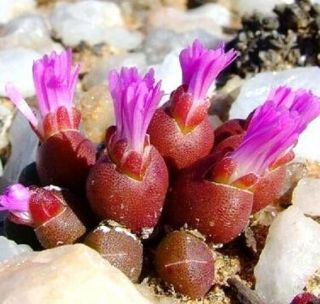 Oophytum Oviforme Rare Living Stones Mesembs Succulent Ice Plant Seed 15 Seeds