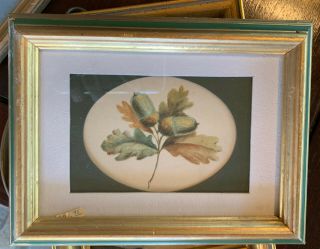 Vintage Picture Of Acorn In A Frame 8.  5”x6.  5”x1” Gold Frame 1”