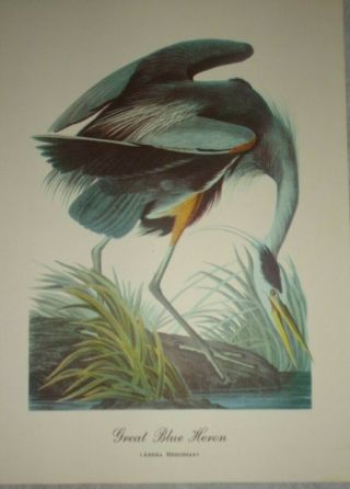 Vintage Great Blue Heron Hummingbird (ardea Herodias) 10 X 12 Print