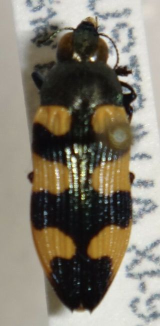 Rare Castiarina Imitator Australia 016 Jewel Beetle Buprestid Calodema