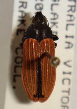 Rare Castiarina Erythroptera Australia W Jewel Beetle Buprestid Calodema