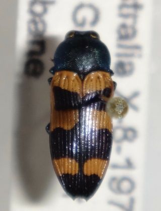 Rare Castiarina Flavopicta Australia V Jewel Beetle Buprestid Calodema