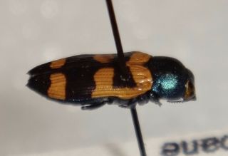 RARE Castiarina flavopicta Australia V Jewel Beetle Buprestid Calodema 2