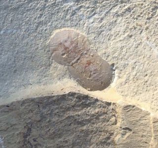 Rare Trilobite Naraoia Spinosa Soft Body Cambrian Chengjiang China Fossil Aeons