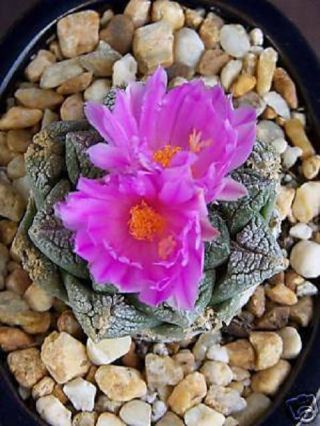 Ariocarpus Fissuratus Exotic Living Stone Rock Rare Cactus Cacti Seed 10 Seeds