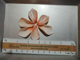 Cut Shells - Sailor Valentine Winner Liquidation All Sea Shells Tiny Rare Vintage