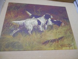 Vintage G Muss Arnolt 12 " X 9 " Litho Hunting Dogs Print
