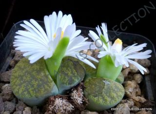Rare Lithops Lesliei V Albinica @@ Living Stone Rock Cactus Cacti Seed - 15 Seeds