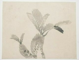Japanese Tree Fern : Meiji Japanese Woodblock Print - Gyokusho