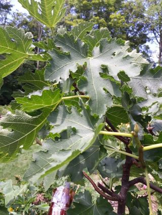 Ice Crystal Fig - 3 Cuttings - Rare Plant,  Cold Hardy To 5°f,  Edible Fruit