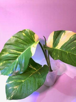 Yellow Variegated Monstera Rare Philodendron Huge Leaves