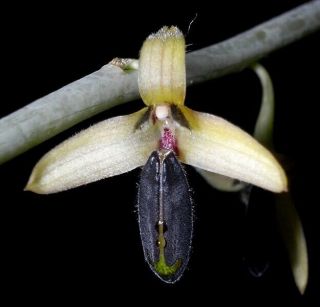 Bulbophyllum Anguste - Ellipticum Very Rare Orchid Species Miniature
