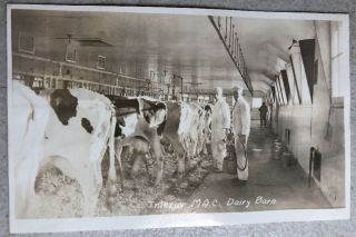 Rare 1915’s Massachusetts Agricultural College Umass Amherst Inside Dairy Barn