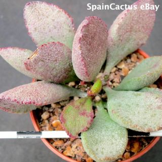 Adromischus Hybrid Cv.  Pink Abalone King Size Rare Last Of The Year