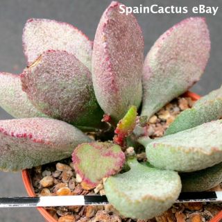 Adromischus hybrid cv.  Pink Abalone KING SIZE rare LAST OF THE YEAR 2