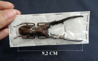 Lucanidae: Cyclommatus Metallifer Large (rare)