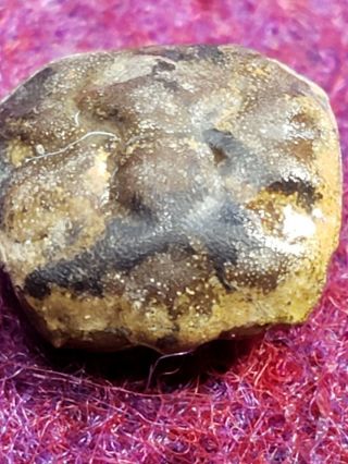 Rare Costacopluma Texana Paleocene Crab From Texas