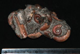 Ammonite Rare Ptychoceras,  Acahanthoplites,  Fossil