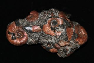 Ammonite rare Ptychoceras,  Acahanthoplites,  Fossil 2