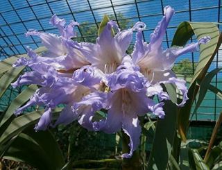 Rare Blue Amaryllis Bulbs Hippeastrum Perennial Rhizome Fresh Roots Home Decor