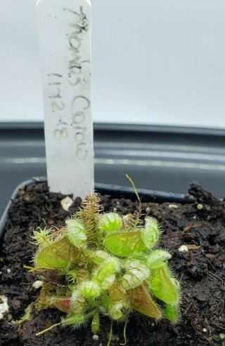 Rare Cephalotus Follicularis Carnivorous Plant " Thomas Carow "
