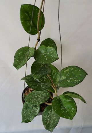 1 Pot,  10 - 12 Inches Rooted Plant Of Hoya Carnosa Splash Extremely Rare