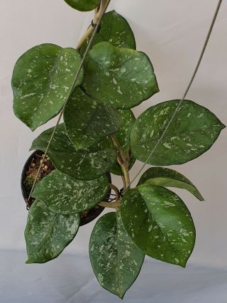 1 pot,  10 - 12 inches rooted plant of Hoya carnosa splash Extremely Rare 2