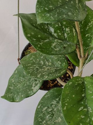 1 pot,  10 - 12 inches rooted plant of Hoya carnosa splash Extremely Rare 3