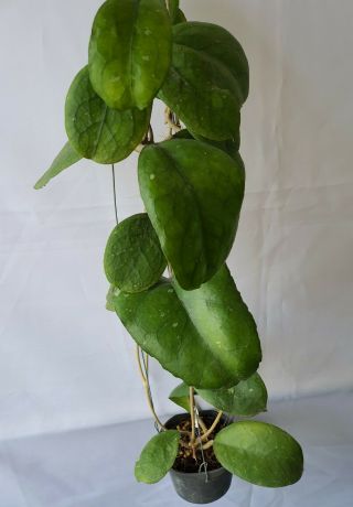 1 Pot,  20 - 22 Inches Rooted Plant Of Hoya Cv Nalinae Extremely Rare