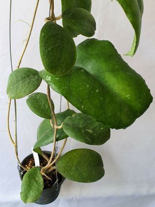 1 pot,  20 - 22 inches rooted plant of Hoya cv nalinae Extremely RARE 2