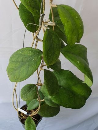 1 pot,  20 - 22 inches rooted plant of Hoya cv nalinae Extremely RARE 3