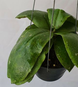 1 Pot,  2 - 3 Inches Rooted Plant Of Hoya Mitrata Big Leaves Very Rare