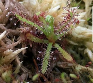 Drosera Magnifica (real Deal) Exremely Rare Sundew Carnivorous Plant
