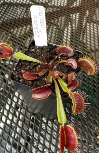 Rare Carnivorous Venus Flytrap Plant " Maroon Monster "