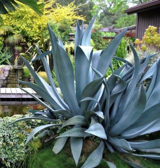 Agave Salmiana,  Rare Succulent Pulque Century Plant Exotic Garden Seed 100 Seeds