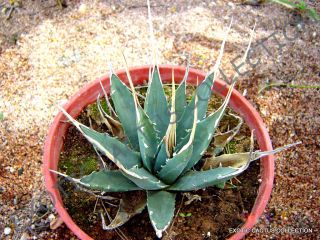 Rare Agave Utahensis Eborispina @j@ Exotic Succulent Cactus Seed Aloe 100 Seeds