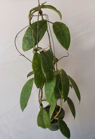 1 Pot,  20 - 22 Inches Rooted Plant Of Hoya Finlaysonii Trang Rare