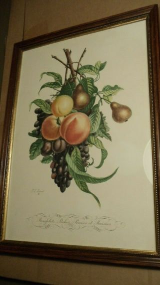 Vintage Botanical Fruit Prints By J.  L.  Prevost No.  11 And 12 (pair)