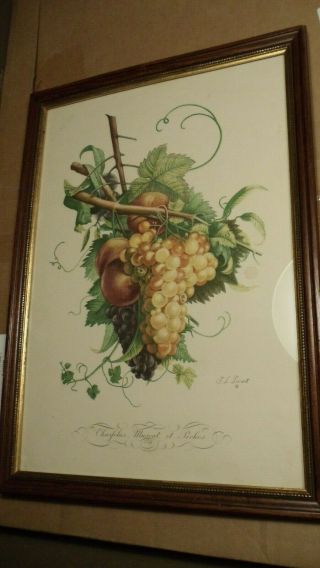 Vintage botanical fruit prints by J.  L.  Prevost No.  11 and 12 (pair) 2