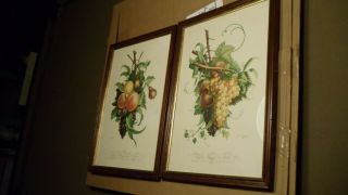 Vintage botanical fruit prints by J.  L.  Prevost No.  11 and 12 (pair) 3